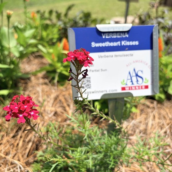 Verbena, Sweetheart Kisses (1)
