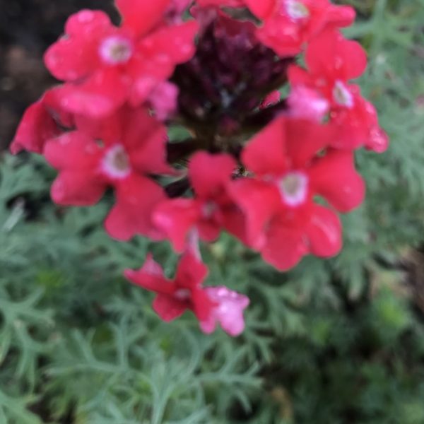 Verbena, Sweetheart Kisses (2)