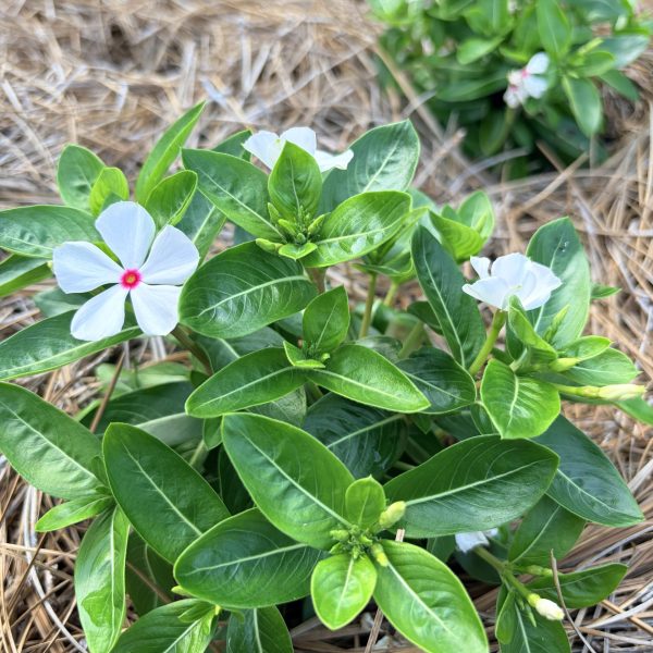 Vinca, Sphere Polkadot