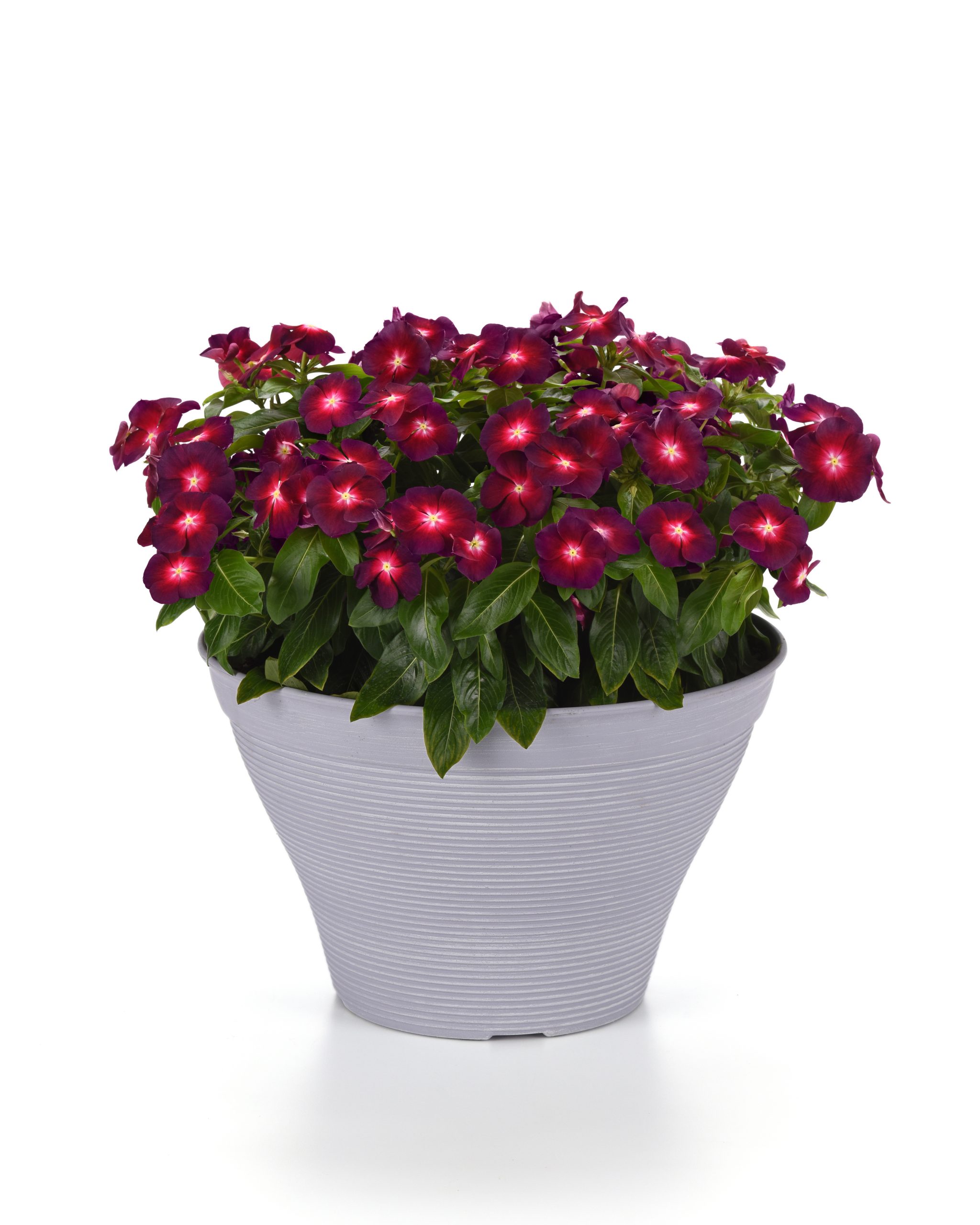 Vinca Tattoo™ Boysenberry