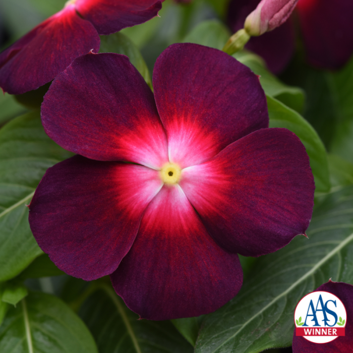 Vinca Tattoo™ Boysenberry