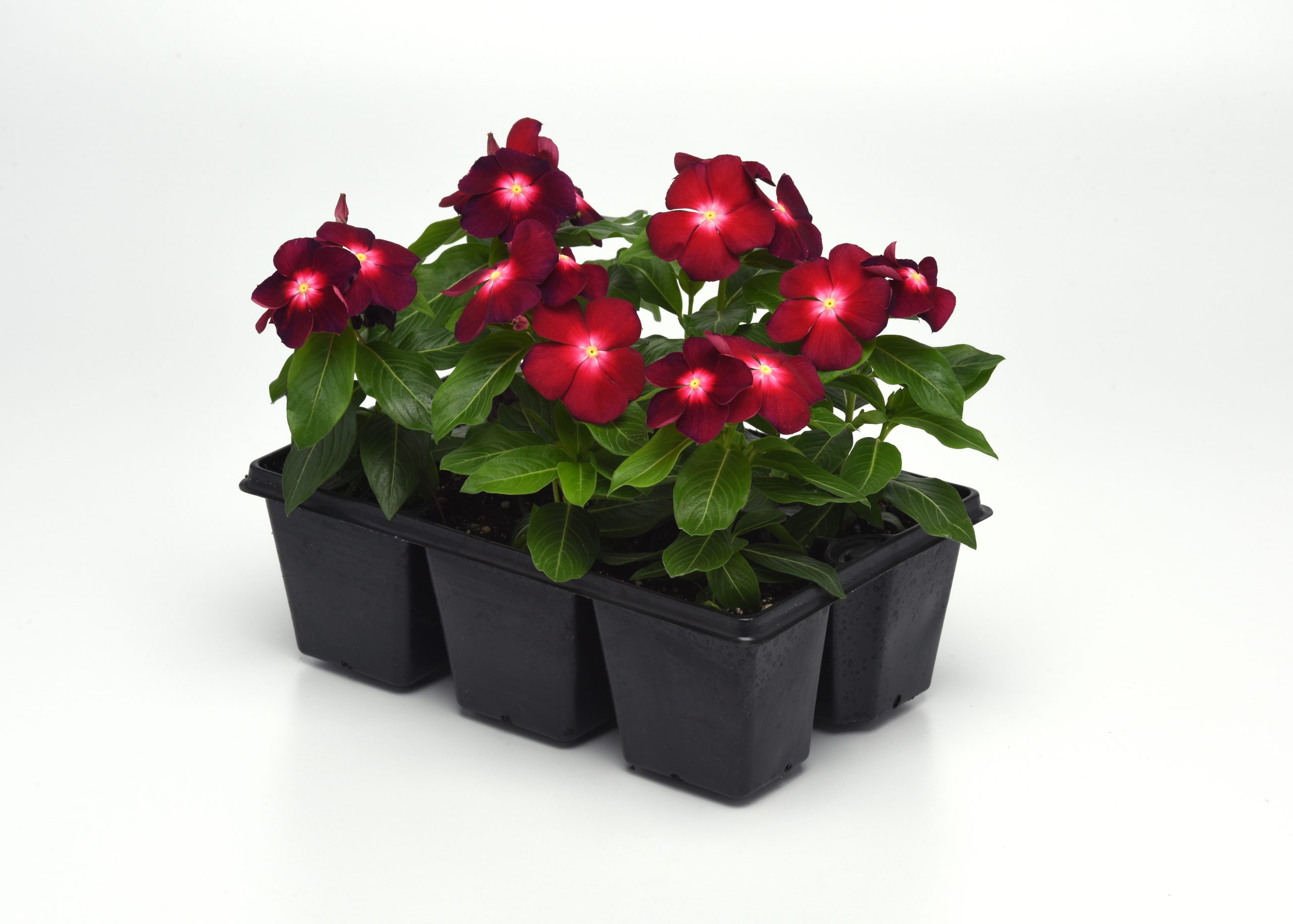 Vinca Tattoo™ Boysenberry