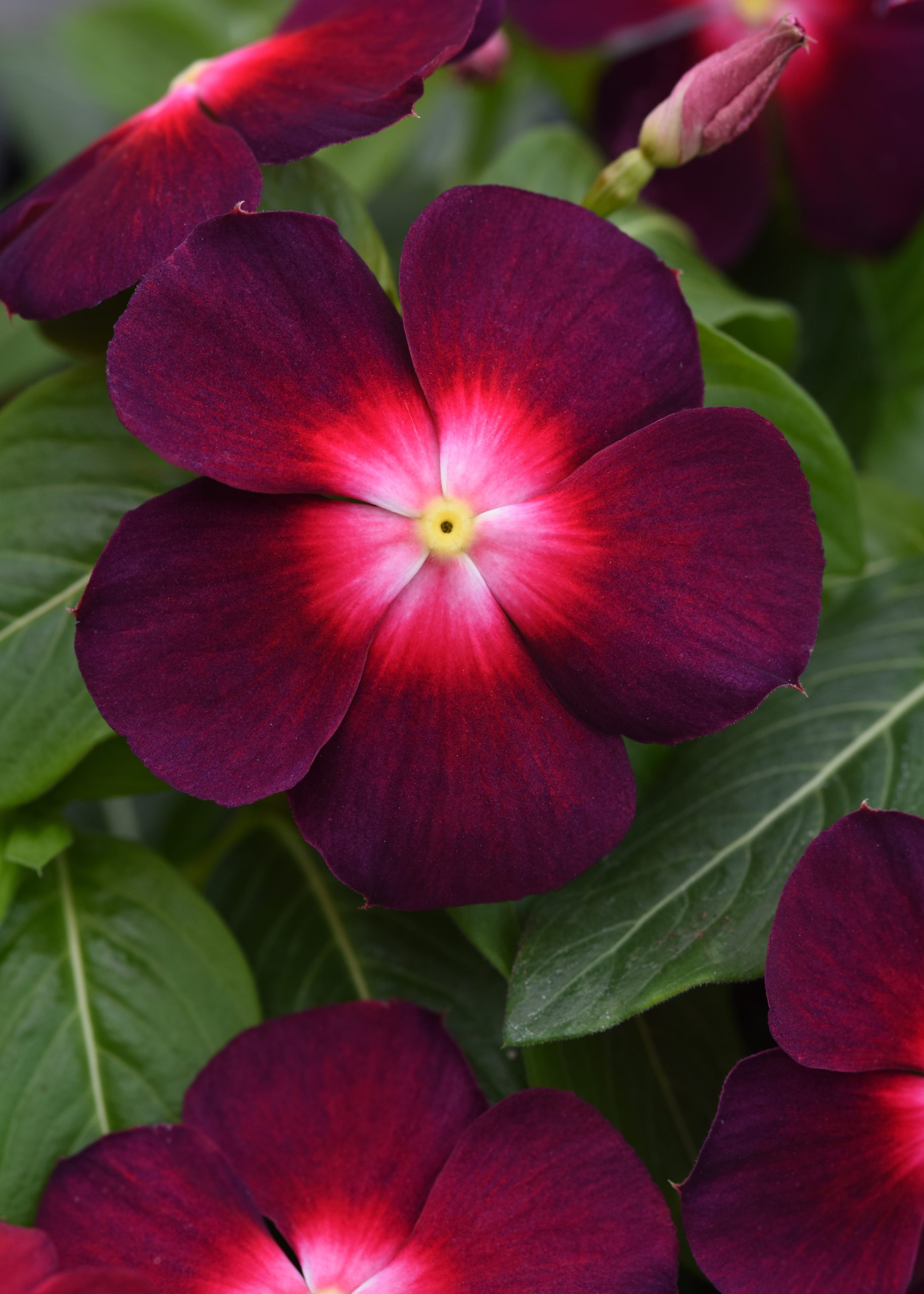 Vinca Tattoo™ Boysenberry