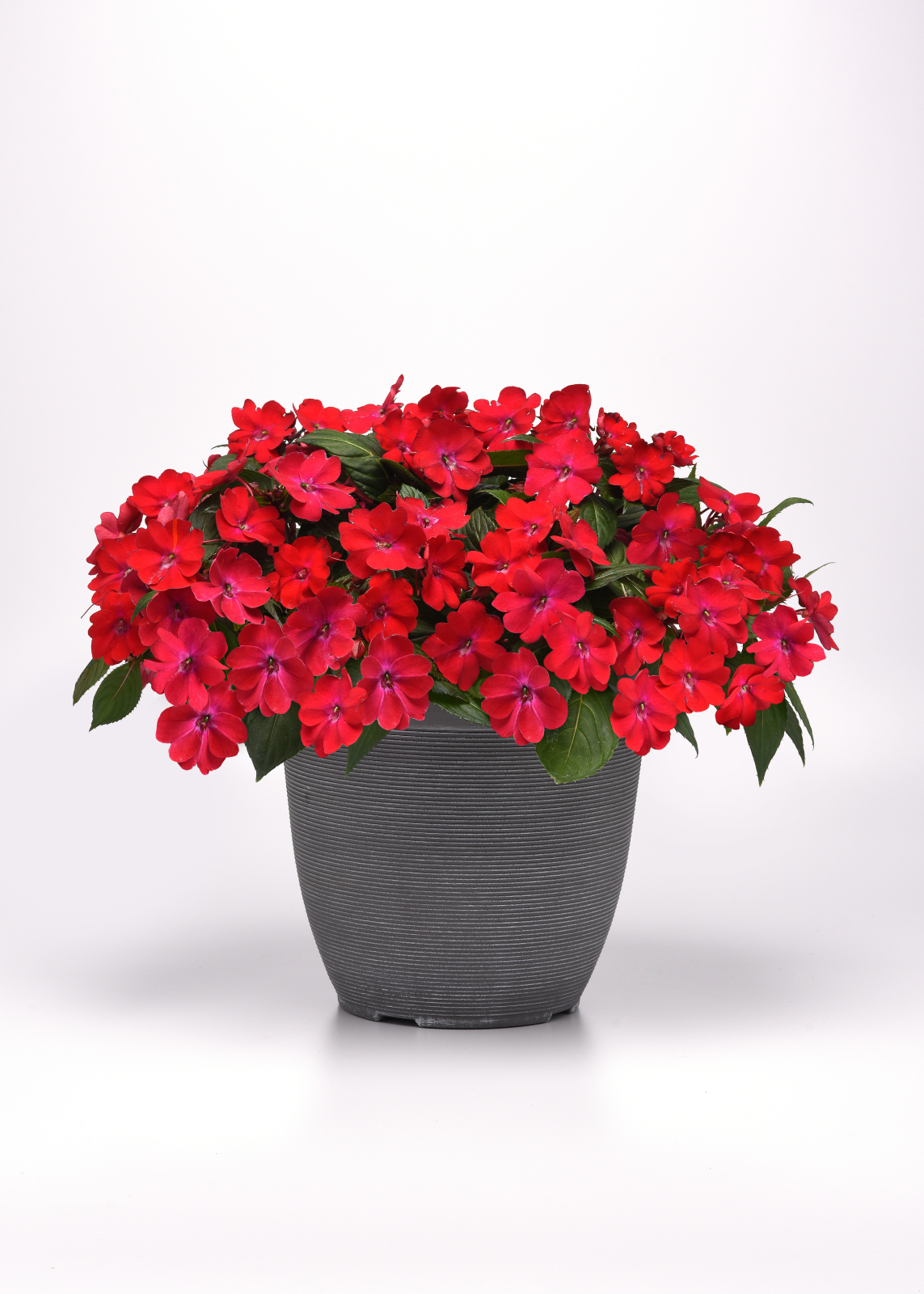 Impatiens Solarscape® XL Red Glow