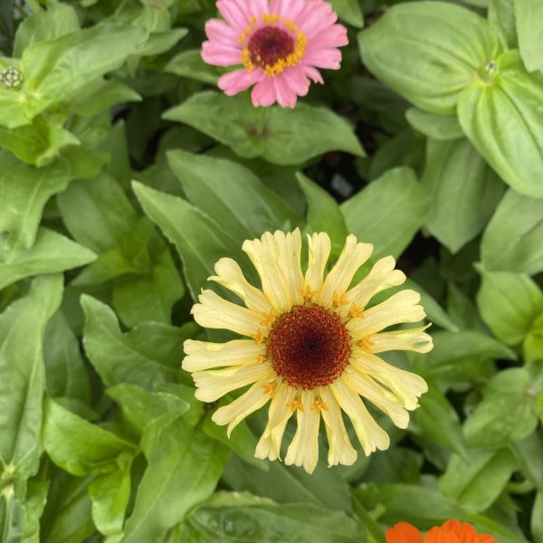 Zinnia, Crestar Mix (2)