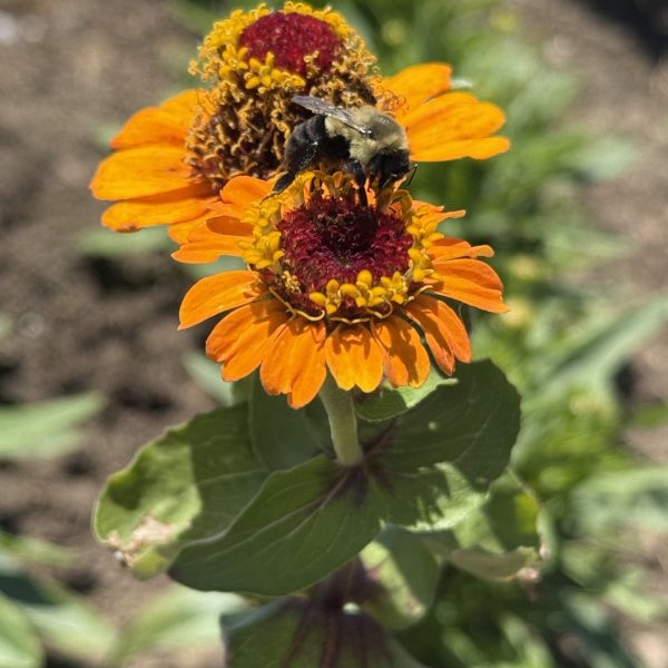 Zinnia, Crestar Mix (3)