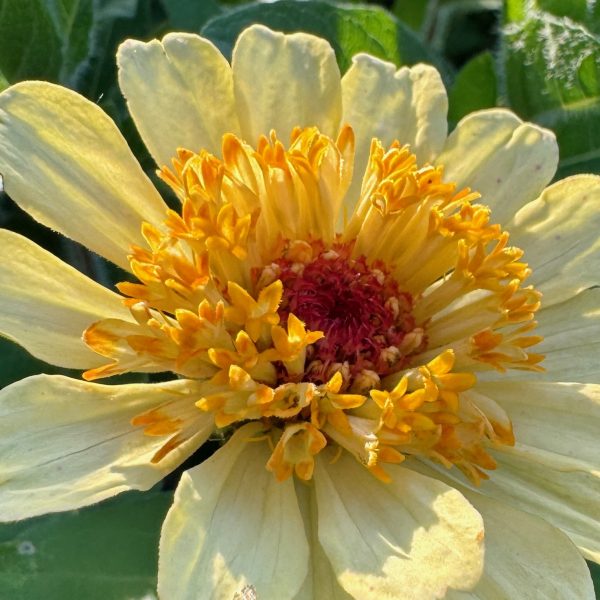 Zinnia, Crestar Mix (4)