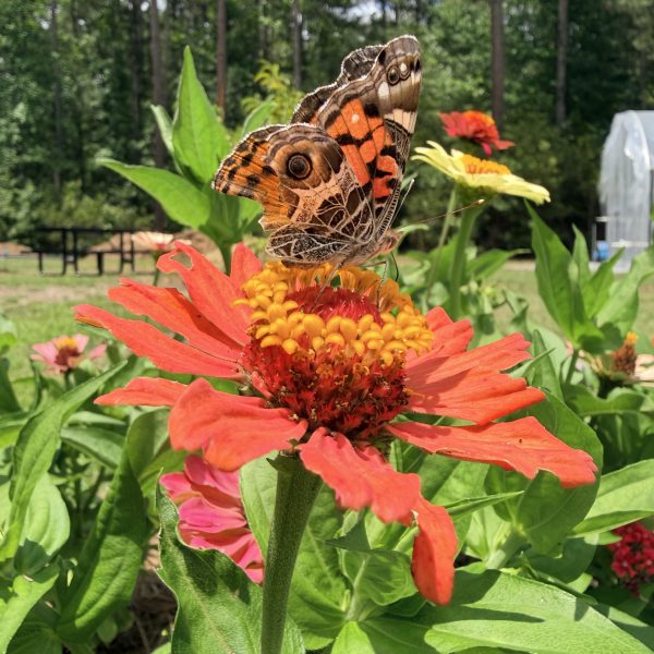 Zinnia, Crestar Mix