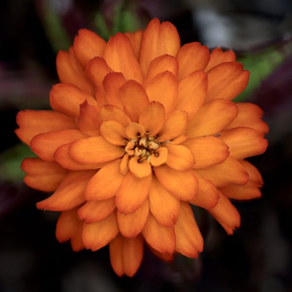 Zinnia, Zydeco Fire