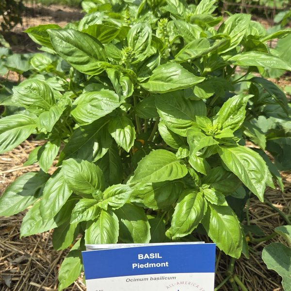 Basil Piedmont