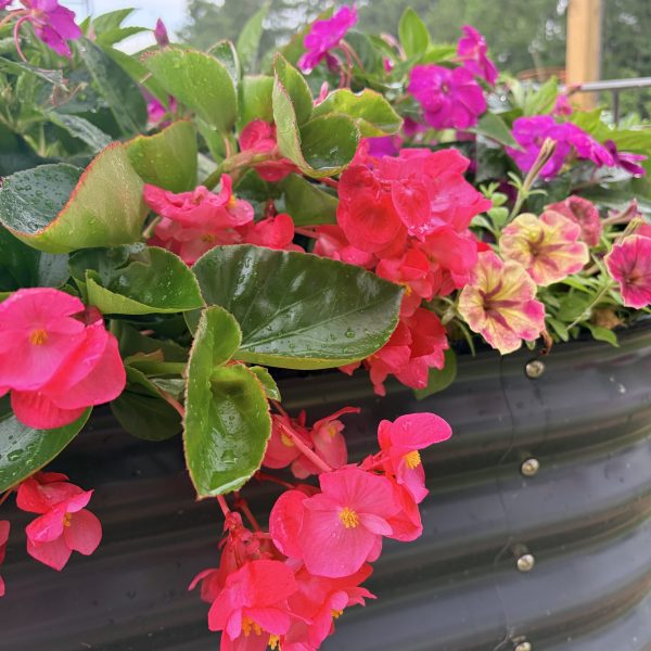 Begonia Viking™ Explorer Rose on Green F1