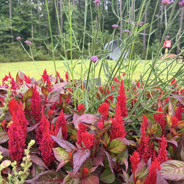 Celosia Burning Embers