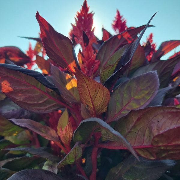 Celosia Burning Embers