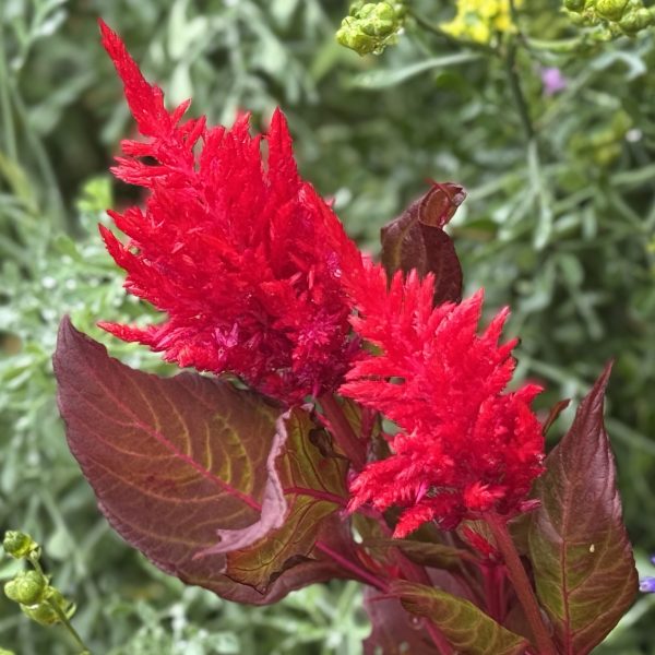 Celosia Burning Embers