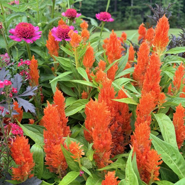 Celosia Flamma Orange