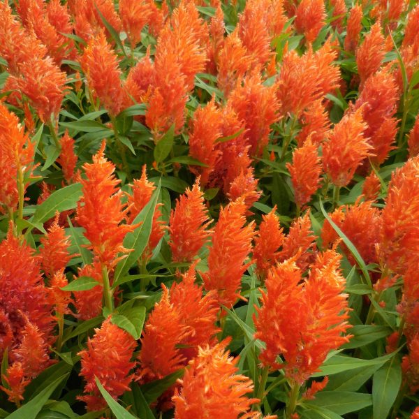 Celosia Flamma Orange