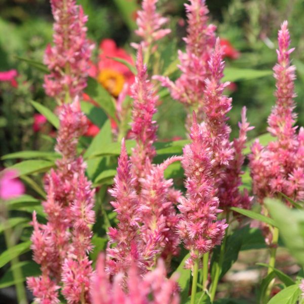 Celosia Flamma Pink