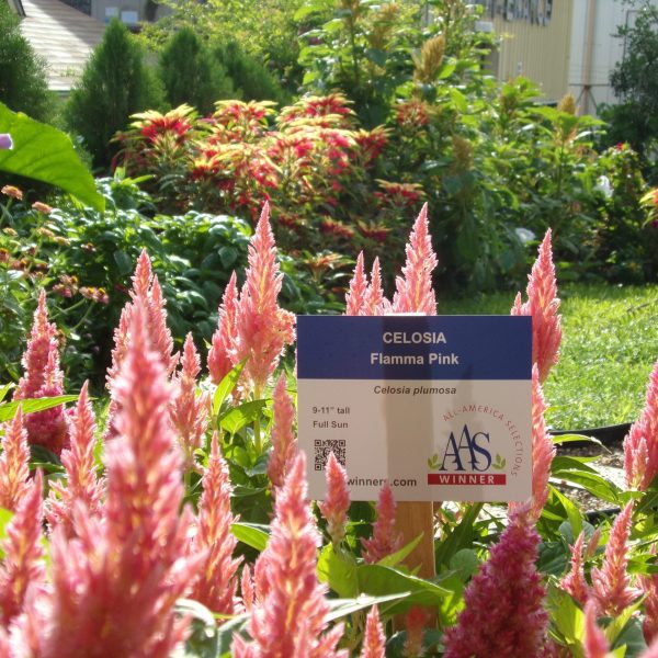 Celosia Flamma Pink