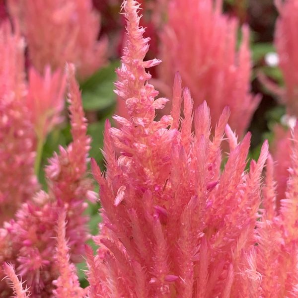 Celosia Flamma Pink