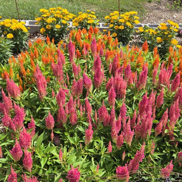 Celosia Flamma Pink