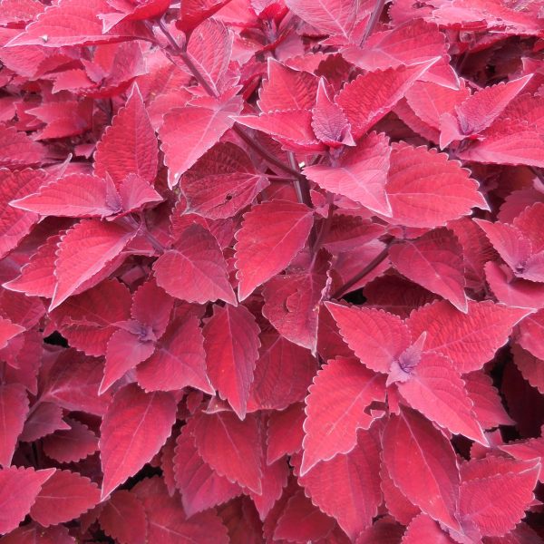 Coleus Main Street Beale Street