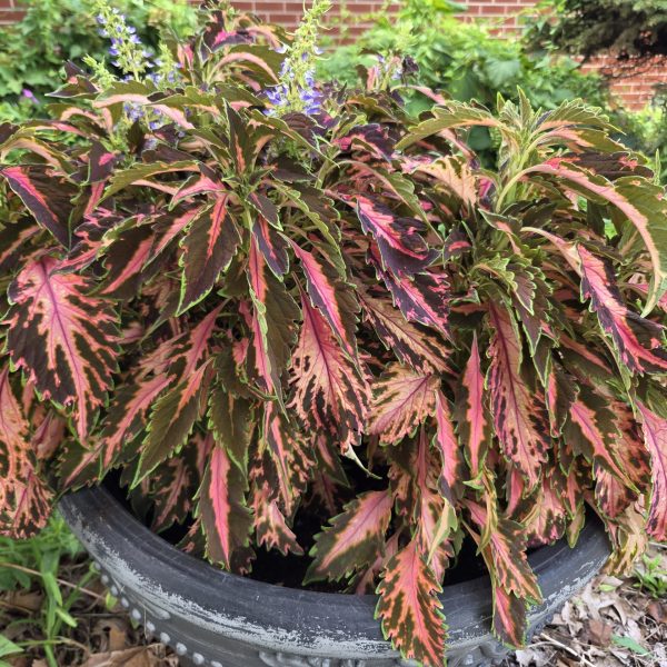 Coleus Premium Sun Coral Candy
