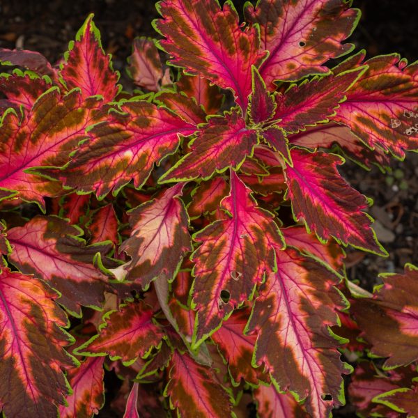 Coleus Premium Sun Coral Candy