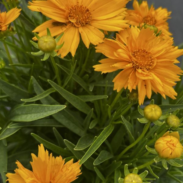 Coreopsis SunGlobe