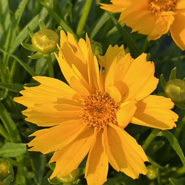 Coreopsis SunGlobe