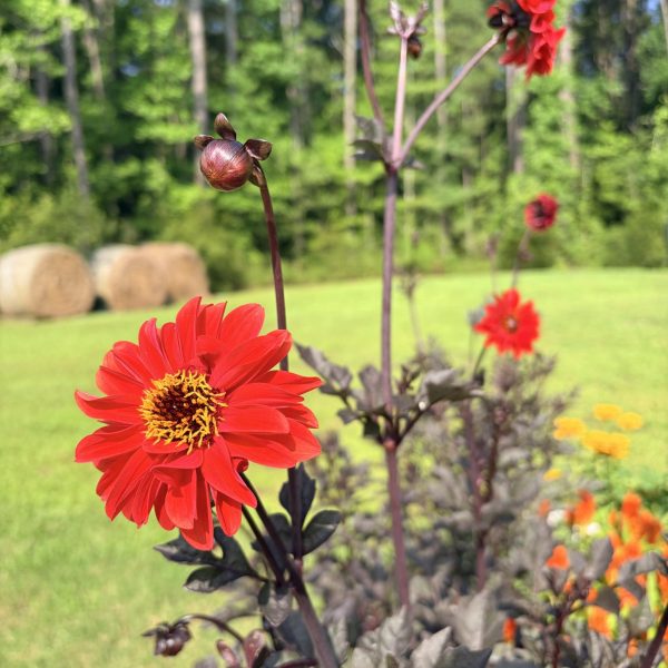 Dahlia Black Forest Ruby