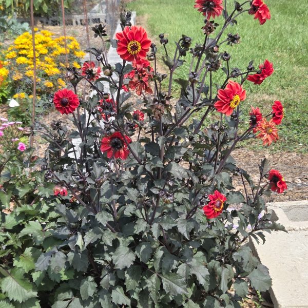 Dahlia Black Forest Ruby