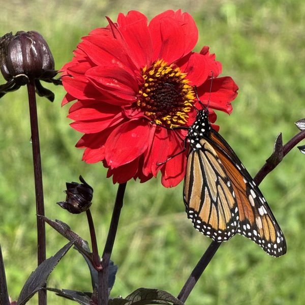 Dahlia Black Forest Ruby