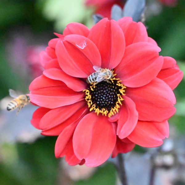 Dahlia Black Forest Ruby