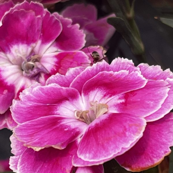 Dianthus Interspecific Capitán™ Magnifica