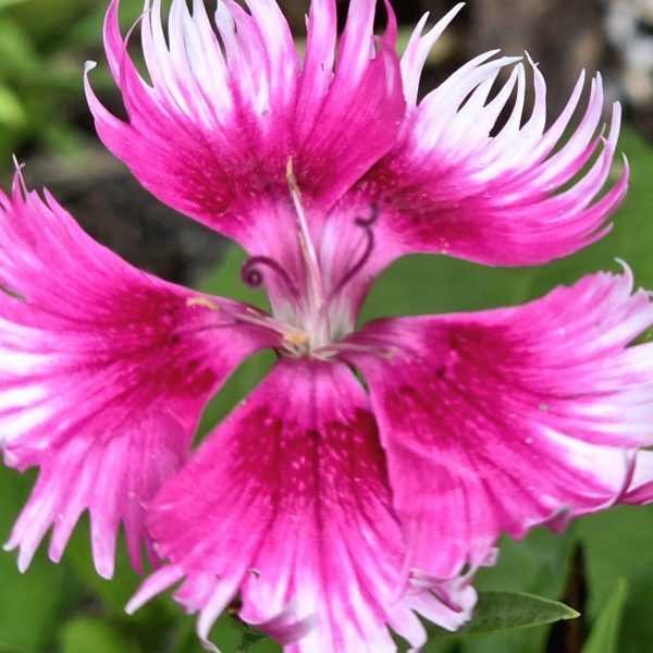 Dianthus Supra Cherry Picotee F1