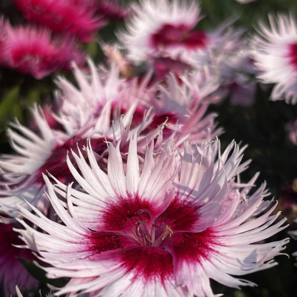 Dianthus Supra Cherry Picotee F1