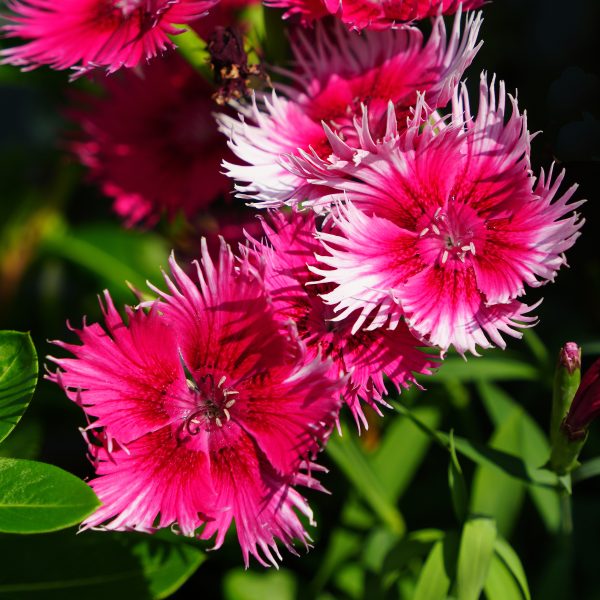 Dianthus Supra Cherry Picotee F1