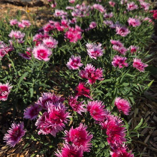 Dianthus Supra Cherry Picotee F1