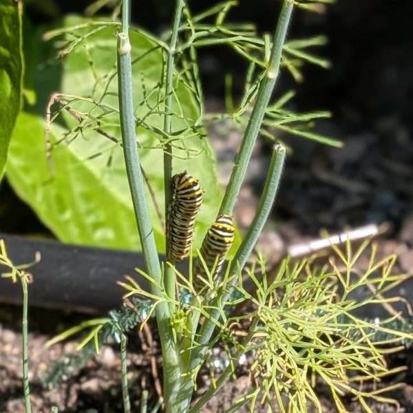 Dill Fernleaf