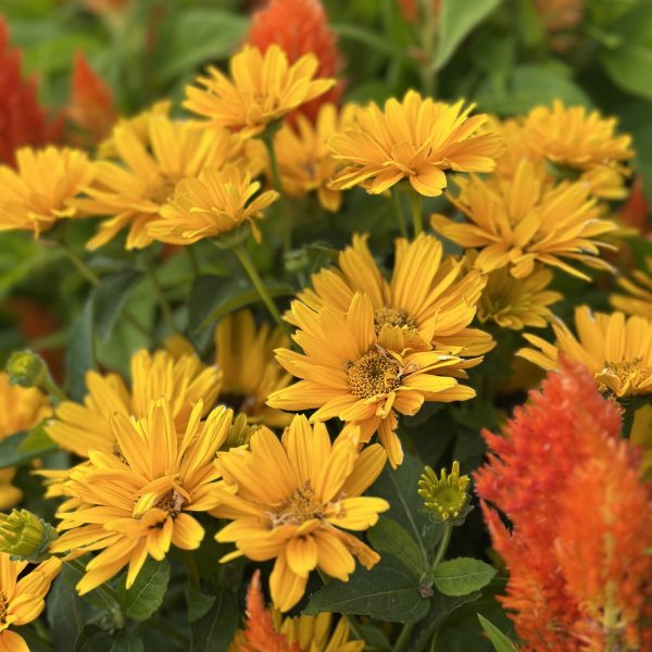 Heliopsis Sole Giatto
