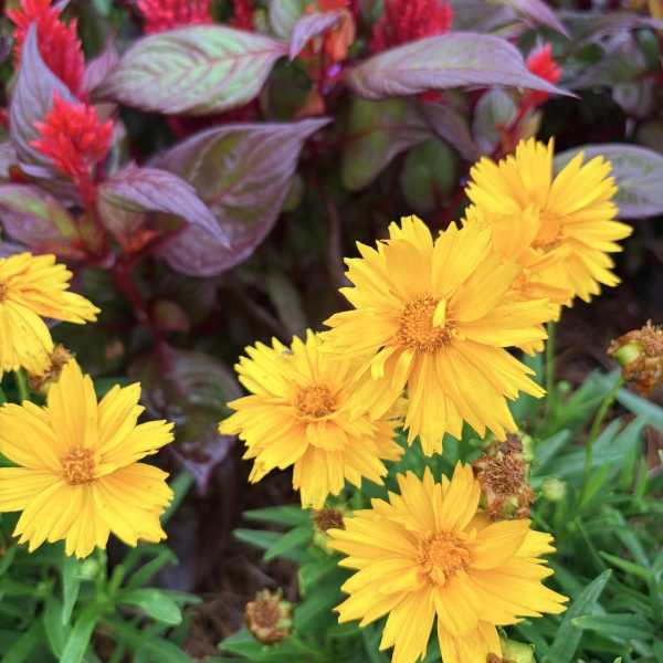 Heliopsis Sole Giatto
