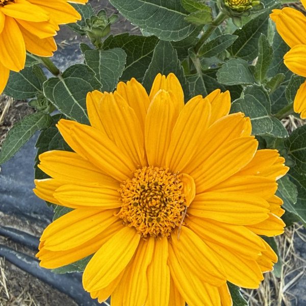 Heliopsis Sole Giatto