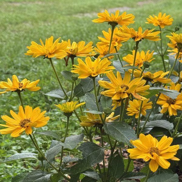 Heliopsis Sole Giatto