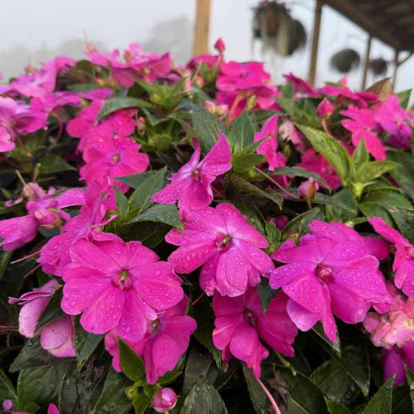 Impatiens interspecific Solarscape® XL Pink Jewel F1