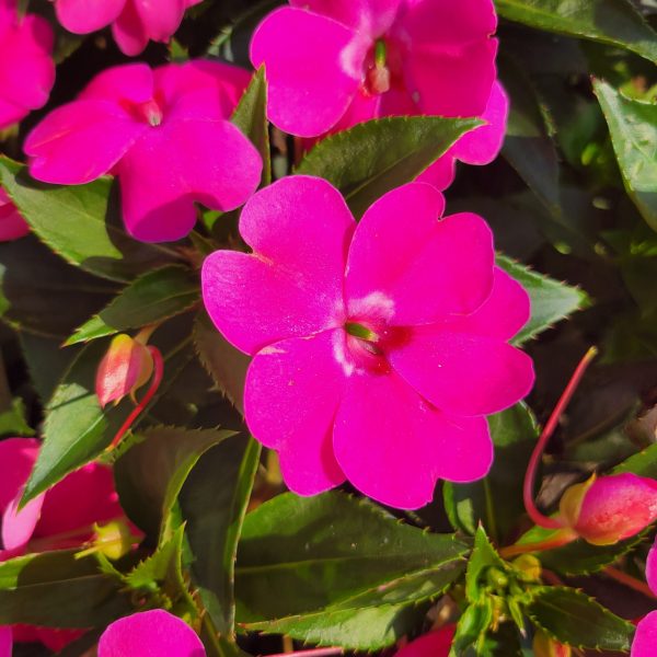 Impatiens interspecific Solarscape® XL Pink Jewel F1