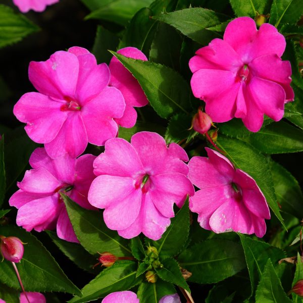 Impatiens interspecific Solarscape® XL Pink Jewel F1