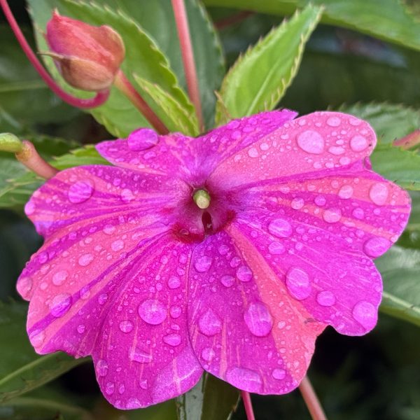 Impatiens interspecific Solarscape® XL Pink Jewel F1
