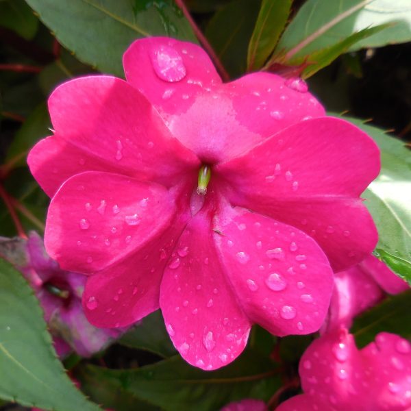Impatiens interspecific Solarscape® XL Pink Jewel F1