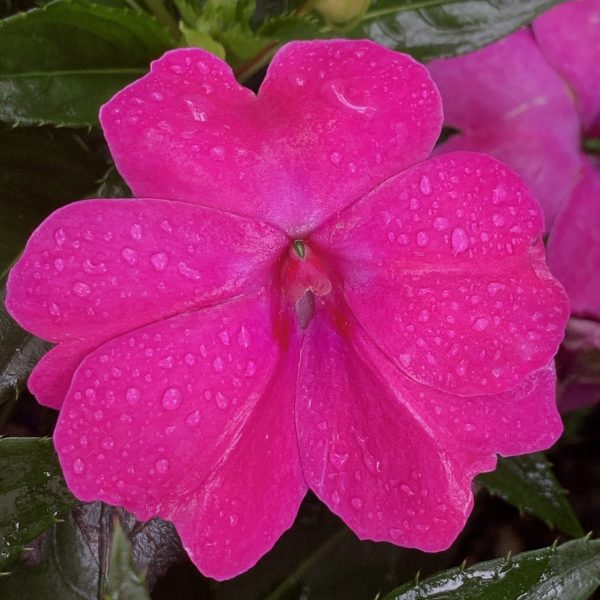 Impatiens interspecific Solarscape® XL Pink Jewel F1