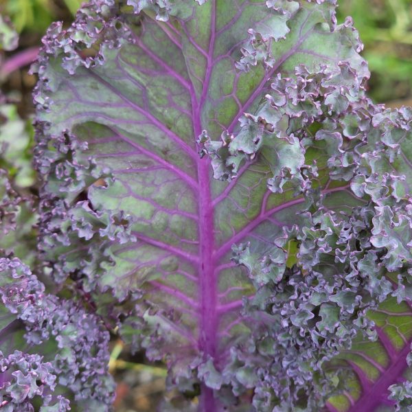 Kale Rubybor F1